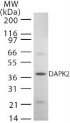 Western Blot DAP Kinase 2 Antibody