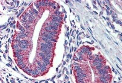 Immunohistochemistry-Paraffin: DAP12 Antibody [NBP1-52376] - Analysis of anti-TYROBP / DAP12 antibody with human uterus at concentration 3 ug/ml.