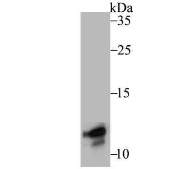 Western Blot: DAP12 Antibody (JG38-70) [NBP2-76828] - Analysis of DAP12 on THP-1 cell using anti-DAP12 antibody at 1/500 dilution.