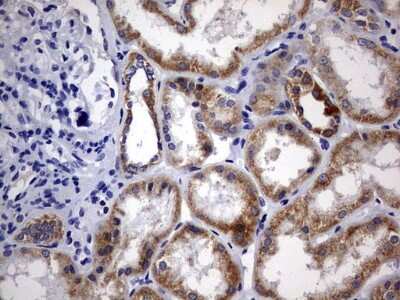 Immunohistochemistry: DAP3 Antibody (1B12) [NBP2-46427] - Analysis of Human Kidney tissue. (Heat-induced epitope retrieval by 10mM citric buffer, pH6.0, 120C for 3min)