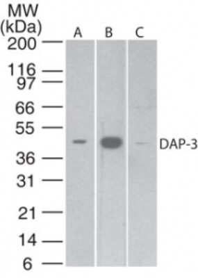Western Blot: DAP3 Antibody (42C617.1.2) - Azide Free [NBP2-33222] - Analysis of DAP-3 in A) human brain, B) Jurkat and C) NIH 3T3 lysate using this antibody at 5 ug/ml. Image from the standard format of this antibody.