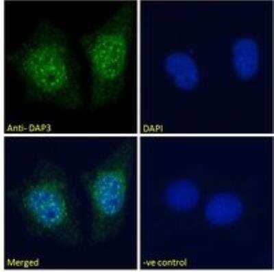 Immunocytochemistry/Immunofluorescence: DAP3 Antibody [NB100-1032] - Analysis of paraformaldehyde fixed MCF7 cells, permeabilized with 0.15% Triton. Primary incubation 1hr (10 ug/mL) followed by Alexa Fluor 488 secondary antibody (2 ug/mL), showing nuclear staining. The nuclear stain is DAPI (blue). Negative control: Unimmunized goat IgG (10 ug/mL) followed by Alexa Fluor 488 secondary antibody (2 ug/mL).