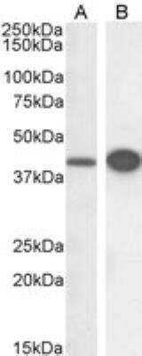 Western Blot: DAP3 Antibody [NB100-1032] - Staining of HeLa (A) and HepG2 (B) cell lysate (RIPA buffer, 30 ug total protein per lane). Antibody at 0.3 ug/mL. Detected by chemiluminescence.