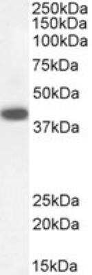 Western Blot: DAP3 Antibody [NB100-1032] - Staining (0.3 ug/mL) of Human Kidney lysate (RIPA buffer, 30 ug total protein per lane). Detected by chemiluminescence.
