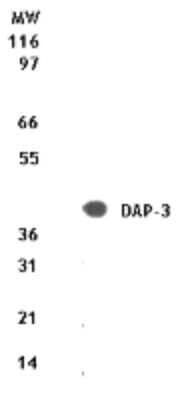 Western Blot: DAP3 Antibody [NB100-56325] - analysis of 10 ug of total cell lysate from Jurkat cells with this antibody.
