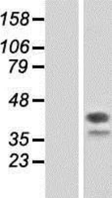 Western Blot: DAP3 Overexpression Lysate (Adult Normal) [NBP2-07845] Left-Empty vector transfected control cell lysate (HEK293 cell lysate); Right -Over-expression Lysate for DAP3.