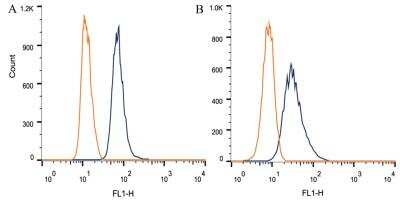 Flow Cytometry: DAP5 Antibody (39C534.1) [NB120-11929] - Intracellular flow cytometric staining of 1 x 10^6 CHO (A) and HEK-293 (B) cells using antibody (dark blue). Isotype control shown in orange. An antibody concentration of 1 ug/1x10^6 cells was used.