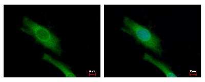 Immunocytochemistry/Immunofluorescence: DAP5 Antibody [NBP1-31469] - Sample: HeLa cells were fixed in iced-cold MeOH for 5 min. Green: EIF4G2 protein stained by DAP5 antibody diluted at 1:500. Blue: Hoechst 33343 staining.