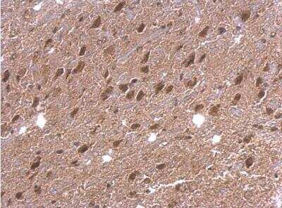 Immunohistochemistry-Paraffin: DAP5 Antibody [NBP1-31469] - Paraffin-embedded mouse hind brain.  DAP5 antibody dilution: 1:500.