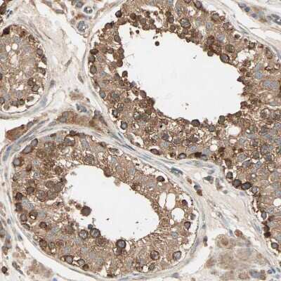 Immunohistochemistry-Paraffin: DAP5 Antibody [NBP1-85311] - Staining of human testis shows moderate cytoplasmic positivity in cells in seminiferous ducts.