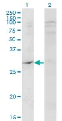 Western Blot: DAPP1 Antibody (1E1) [H00027071-M04] - Analysis of DAPP1 expression in transfected 293T cell line by DAPP1 monoclonal antibody (M04), clone 1E1. Lane 1: DAPP1 transfected lysate (Predicted MW: 32.2 KDa). Lane 2: Non-transfected lysate.