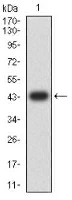 Western Blot: DAPP1 Antibody (2F7A9) [NBP2-61740] - Analysis using DAPP1 mAb against human DAPP1 (AA: 127-276) recombinant protein. (Expected MW is 43.5 kDa)