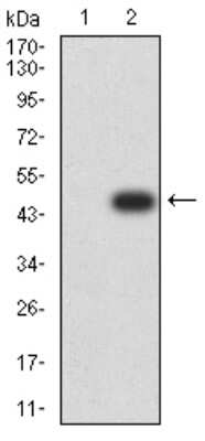 Western Blot: DAPP1 Antibody (2F7A9) [NBP2-61740] - Analysis using DAPP1 mAb against HEK293 (1) and DAPP1 (AA: 127-276)-hIgGFc transfected HEK293 (2) cell lysate.