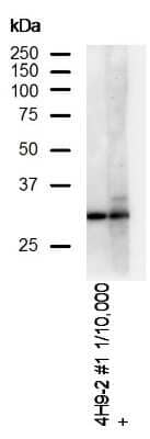 Western Blot: DAPP1 Antibody (4H9) [NBP3-13531] - WB analysis of A20 cell lysates using NBP3-13531 DAPP1 antibody [4H9].