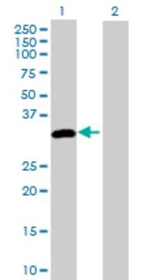 Western Blot: DAPP1 Antibody [H00027071-B01P] - Analysis of DAPP1 expression in transfected 293T cell line by DAPP1 polyclonal antibody.  Lane 1: DAPP1 transfected lysate(30.8 KDa). Lane 2: Non-transfected lysate.