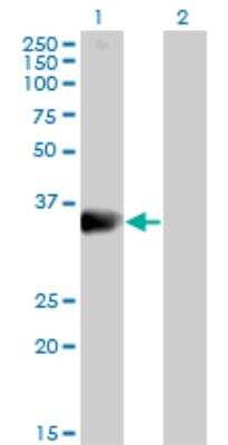 Western Blot: DARC Antibody [H00002532-B01P] - analysis of FY expression in transfected 293T cell line by FY MaxPab polyclonal antibody. Lane 1: FY transfected lysate (37.07 KDa). Lane 2: Non-transfected lysate.