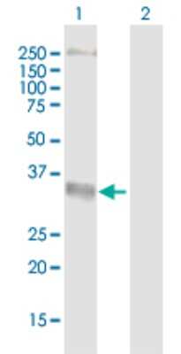 Western Blot: DARC Antibody [H00002532-B01P] - Analysis of DARC expression in transfected 293T cell line by DARC polyclonal antibody.  Lane 1: FY transfected lysate(37.07 KDa). Lane 2: Non-transfected lysate.