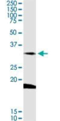 Western Blot: DARC Antibody [H00002532-D01P] - Analysis of DARC expression in IMR-32.