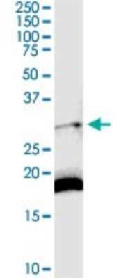 Western Blot: DARC Antibody [H00002532-D01P] - Analysis of DARC expression in mouse stomach.