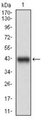 Western Blot: DARPP-32 Antibody (2A4G9) [NBP2-37302] - Western blot analysis using PPP1R1B mAb against human PPP1R1B (AA: 95-204) recombinant protein. (Expected MW is 38.3 kDa)