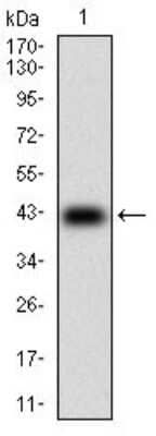 Western Blot: DARPP-32 Antibody (2G6D9) [NBP2-37288] - Western blot analysis using PPP1R1B mAb against human PPP1R1B (AA: 95-204) recombinant protein. (Expected MW is 38.3 kDa)