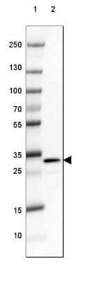 Western Blot: DARPP-32 Antibody [NBP2-33534] - Lane 1: Marker [kDa] 250, 130, 100, 70, 55, 35, 25, 15, 10Lane 2: Human Cerebral Cortex tissue