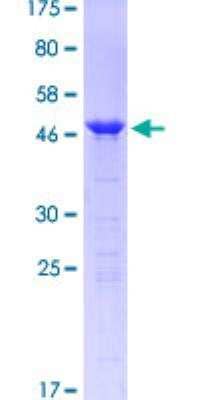 SDS-Page: DARPP32 Recombinant Protein [H00084152-P01] - 12.5% SDS-PAGE Stained with Coomassie Blue.