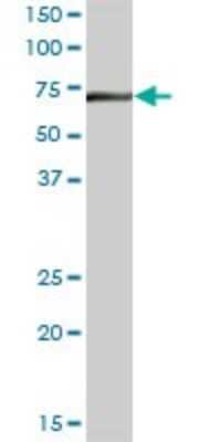 Western Blot: DARS2 Antibody [H00055157-B01P] - Analysis of DARS2 expression in human placenta.