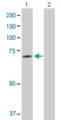 Western Blot: DARS2 Antibody [H00055157-B01P] - Analysis of DARS2 expression in transfected 293T cell line by DARS2 polyclonal antibody.  Lane1:DARS2 transfected lysate(70.95 KDa). Lane2:Non-transfected lysate.