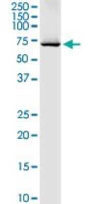 Western Blot: DARS2 Antibody [H00055157-D01P] - Analysis of DARS2 expression in MCF-7.