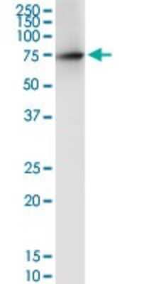 Western Blot: DARS2 Antibody [H00055157-D01P] - Analysis of DARS2 expression in human kidney.
