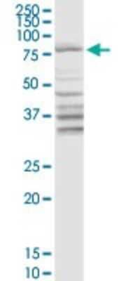 Western Blot: DARS2 Antibody [H00055157-D01P] - Analysis of DARS2 expression in rat brain.