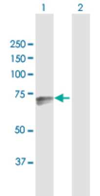 Western Blot: DARS2 Antibody [H00055157-D01P] - Analysis of DARS2 expression in transfected 293T cell line by DARS2 polyclonal antibody.Lane 1: DARS2 transfected lysate(73.60 KDa).Lane 2: Non-transfected lysate.
