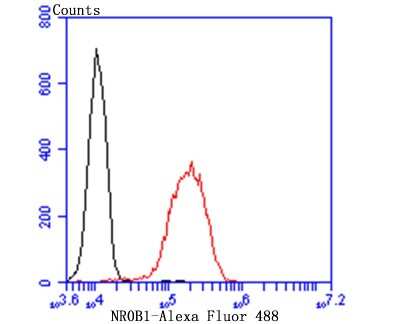 Flow Cytometry: DAX1/NR0B1 Antibody (JU33-05) [NBP2-75462] - Analysis of A549 cells with NR0B1 antibody at 1/100 dilution (red) compared with an unlabelled control (cells without incubation with primary antibody; black). Alexa Fluor 488-conjugated goat anti-rabbit IgG was used as the secondary antibody.