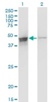 Western Blot: DAZAP1 Antibody (2F6) [H00026528-M03] - Analysis of DAZAP1 expression in transfected 293T cell line by DAZAP1 monoclonal antibody (M03), clone 2F6. Lane 1: DAZAP1 transfected lysate (Predicted MW: 43.4 KDa). Lane 2: Non-transfected lysate.