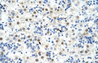 Immunohistochemistry-Paraffin: DAZAP1 Antibody [NBP1-57255] - Human Liver Tissue, antibody concentration 4-8ug/ml. Cells with positive label: Hepatocytes (indicated with arrows) 400X magnification.