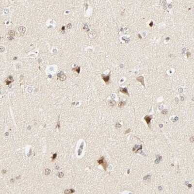 Immunohistochemistry-Paraffin: DAZAP1 Antibody [NBP1-82740] - Staining of human cerebral cortex shows moderate nuclear positivity in neurons.