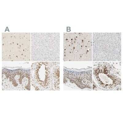 <b>Independent Antibodies Validation. </b>Immunohistochemistry-Paraffin: DAZAP1 Antibody [NBP1-82740] - Staining of human cerebral cortex, liver, skin and testis using Anti-DAZAP1 antibody NBP1-82740 (A) shows similar protein distribution across tissues to independent antibody NBP1-82741 (B).