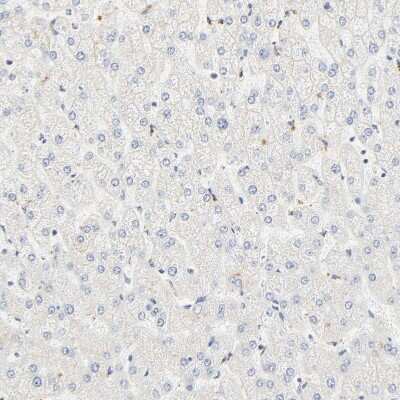 Immunohistochemistry-Paraffin: DAZAP1 Antibody [NBP1-82740] - Staining of human liver shows no weak positivity in hepatocytes as expected.