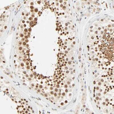 Immunohistochemistry-Paraffin: DAZAP1 Antibody [NBP1-82740] - Staining of human testis shows strong nuclear positivity in cells in seminiferous ducts.