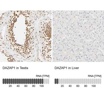 <b>Orthogonal Strategies Validation. </b>Immunohistochemistry-Paraffin: DAZAP1 Antibody [NBP1-82740] - Staining in human testis and liver tissues using NBP1-82740 antibody. Corresponding DAZAP1 RNA-seq data are presented for the same tissues.