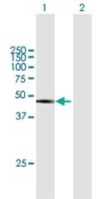Western Blot: DAZAP1 Antibody [H00026528-B01P] - Analysis of DAZAP1 expression in transfected 293T cell line by DAZAP1 polyclonal antibody.  Lane 1: DAZAP1 transfected lysate(44.77 KDa). Lane 2: Non-transfected lysate.