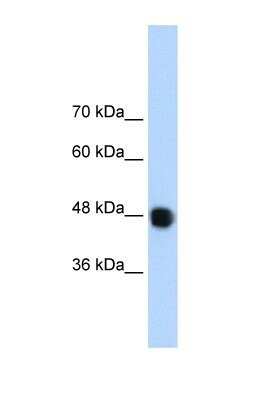 Western Blot DAZAP1 Antibody - BSA Free