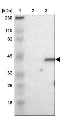 Western Blot: DAZAP1 Antibody [NBP1-82740] - Lane 1: Marker  [kDa] 230, 110, 82, 49, 32, 26, 18.   Lane 2: Human cell line RT-4.  Lane 3: Human cell line U-251MG sp