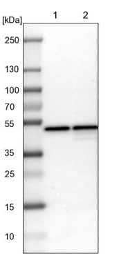 Western Blot: DAZAP1 Antibody [NBP1-82741] - Lane 1: NIH-3T3 cell lysate (Mouse embryonic fibroblast cells). Lane 2: NBT-II cell lysate (Rat Wistar bladder tumor cells).
