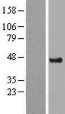 Western Blot DAZAP1 Overexpression Lysate