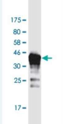 Western Blot: DAZAP2 Antibody (8G5) [H00009802-M06-100ug] -  Detection against Immunogen (43.7 KDa) .