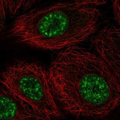 Immunocytochemistry/ Immunofluorescence DAZAP2 Antibody - BSA Free