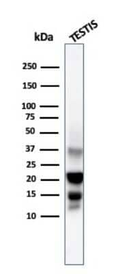 Western Blot: DAZL Antibody (DAZL/4253) - Azide and BSA Free [NBP3-08742] - Western blot Analysis testis tissue lysate using DAZL Mouse Monoclonal Antibody (DAZL/4253).