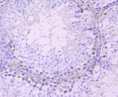 Immunohistochemistry-Paraffin: DAZL Antibody (JA10-36) [NBP2-67028] - Analysis of paraffin-embedded mouse testes tissue using anti-DAZL antibody. Counter stained with hematoxylin.